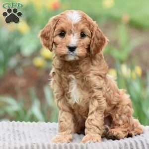 Jackson, Cavapoo Puppy